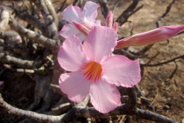 沙漠玫瑰幾年開花 沙漠玫瑰什么時候開花(花期是幾月)