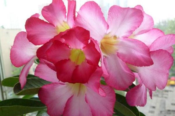 沙漠玫瑰幾年開花 沙漠玫瑰什么時候開花(花期是幾月)