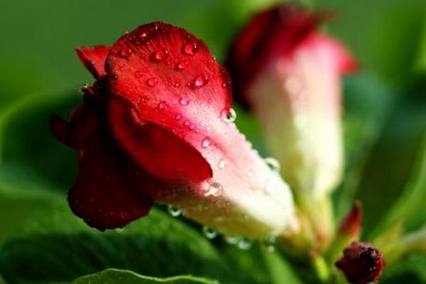 沙漠玫瑰幾年開花 沙漠玫瑰什么時候開花(花期是幾月)