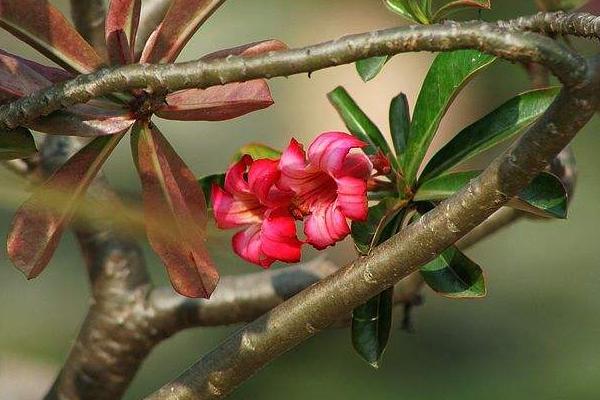 沙漠玫瑰幾年開花 沙漠玫瑰什么時候開花(花期是幾月)