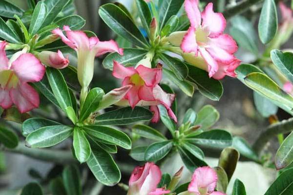 沙漠玫瑰幾年開花 沙漠玫瑰什么時候開花(花期是幾月)