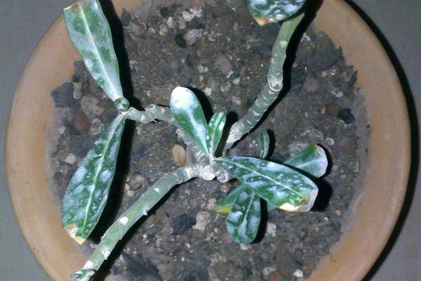 沙漠玫瑰幾年開花 沙漠玫瑰什么時候開花(花期是幾月)