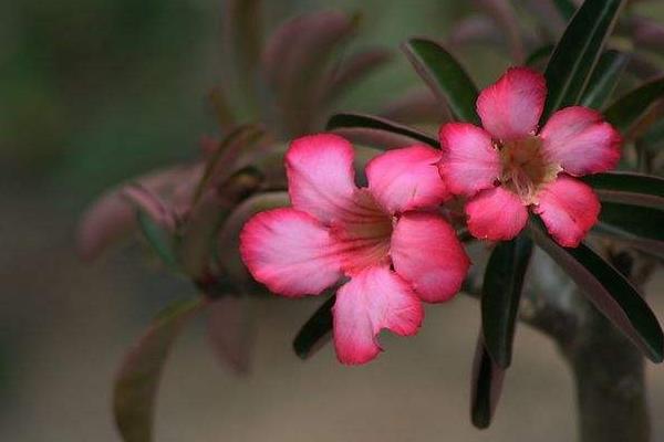 沙漠玫瑰幾年開花 沙漠玫瑰什么時候開花(花期是幾月)