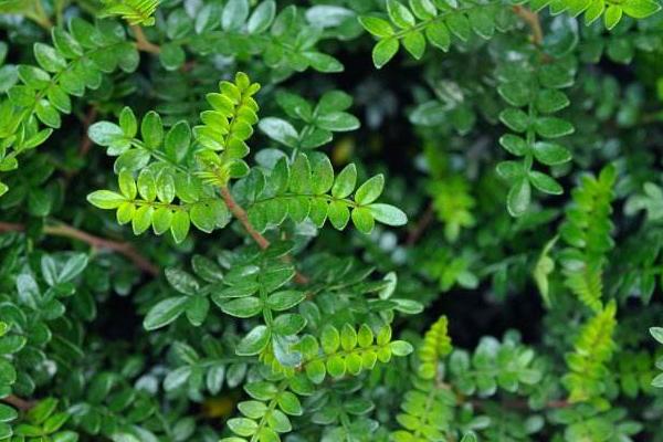 清香木和胡椒木的區別是什么 胡椒木與清香木的簡單鑒別方法