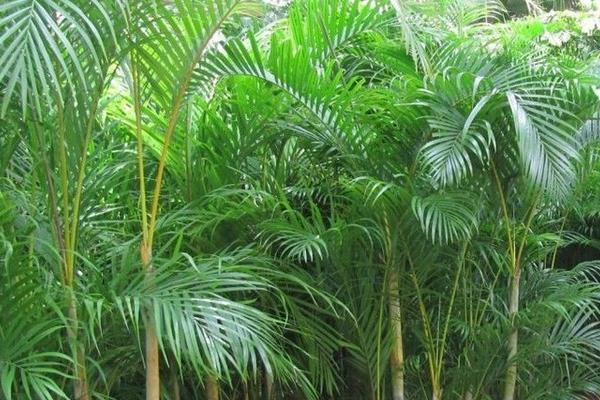 鳳尾竹放在家庭哪個位置好 養鳳尾竹對風水的作用