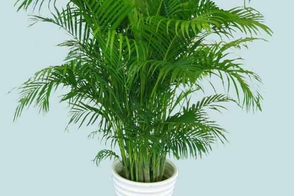 鳳尾竹放在家庭哪個位置好 養(yǎng)鳳尾竹對風(fēng)水的作用