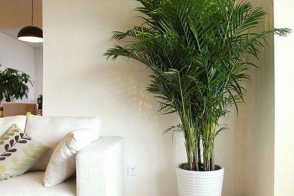 鳳尾竹放在家庭哪個位置好 養(yǎng)鳳尾竹對風(fēng)水的作用