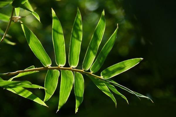 鳳尾竹放在家庭哪個位置好 養(yǎng)鳳尾竹對風(fēng)水的作用