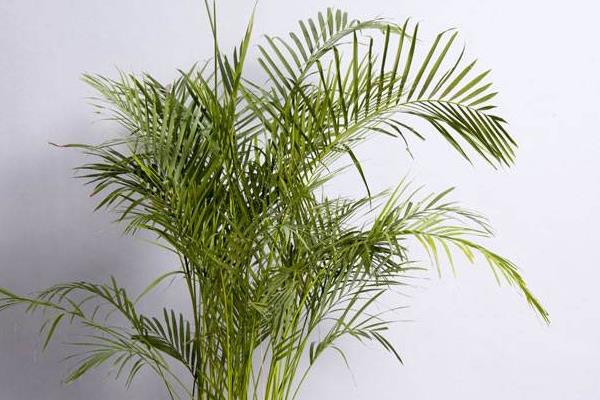 鳳尾竹放在家庭哪個位置好 養(yǎng)鳳尾竹對風(fēng)水的作用