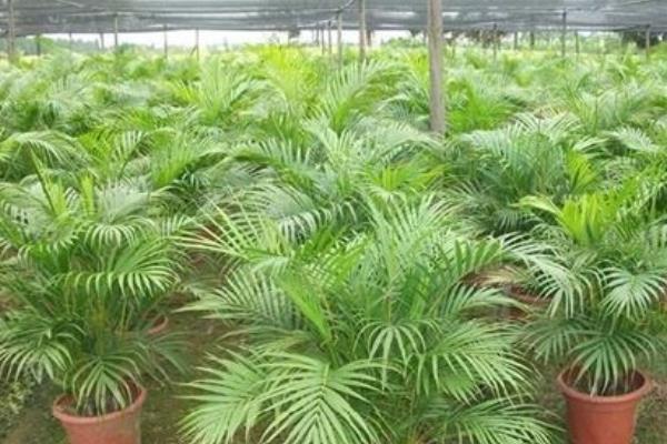 鳳尾竹放在家庭哪個位置好 養(yǎng)鳳尾竹對風(fēng)水的作用