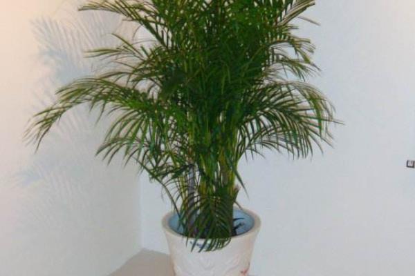 鳳尾竹種子市場價格多少錢一斤 鳳尾竹種子怎么種