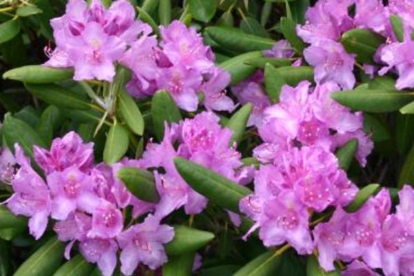 家里養(yǎng)杜鵑花對(duì)風(fēng)水的作用 杜鵑花的功效與作用