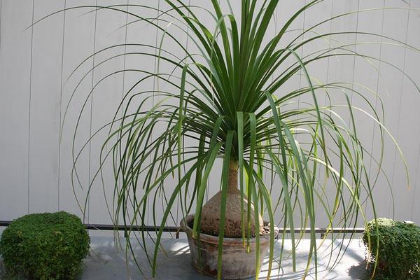 酒瓶蘭葉子變黃有斑點的原因及解決方法 酒瓶蘭水培方法