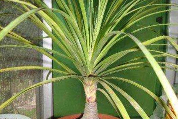 酒瓶蘭葉子變黃有斑點的原因及解決方法 酒瓶蘭水培方法