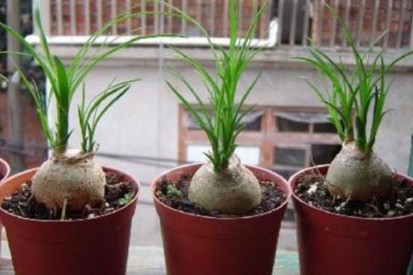 酒瓶蘭葉子變黃有斑點的原因及解決方法 酒瓶蘭水培方法