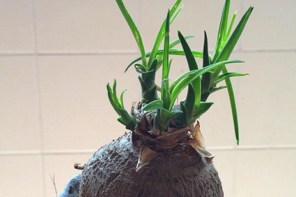 酒瓶蘭葉子變黃有斑點的原因及解決方法 酒瓶蘭水培方法