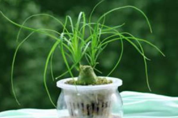 酒瓶蘭葉子變黃有斑點的原因及解決方法 酒瓶蘭水培方法