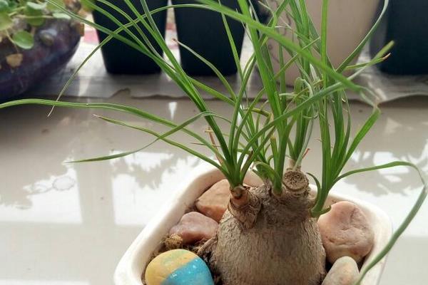 酒瓶蘭葉子變黃有斑點的原因及解決方法 酒瓶蘭水培方法