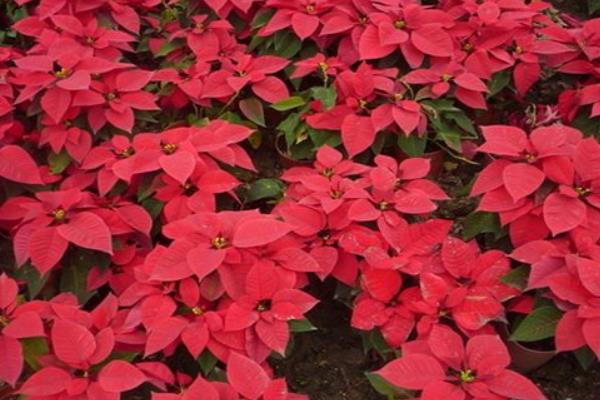 一品紅怎么繁殖 一品紅扦插繁殖方法