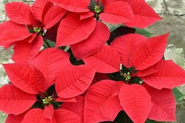 一品紅怎么繁殖 一品紅扦插繁殖方法