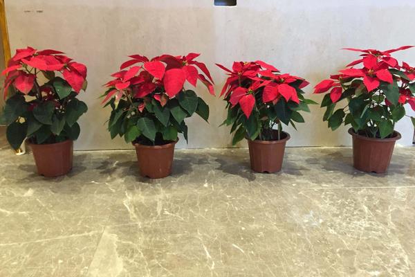 一品紅怎么繁殖 一品紅扦插繁殖方法