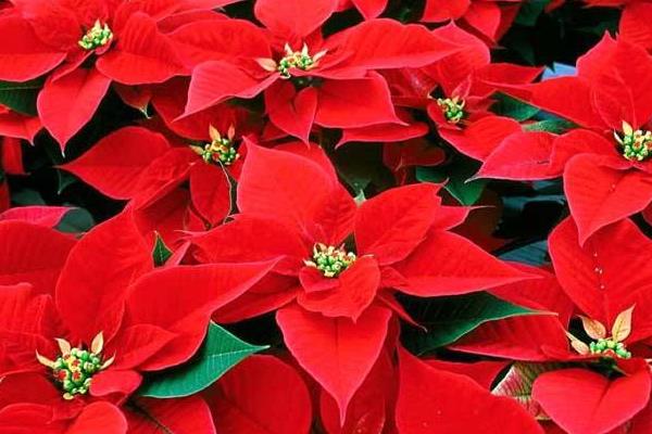 一品紅怎么繁殖 一品紅扦插繁殖方法