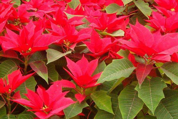 一品紅怎么繁殖 一品紅扦插繁殖方法