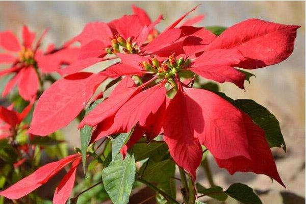 一品紅怎么繁殖 一品紅扦插繁殖方法