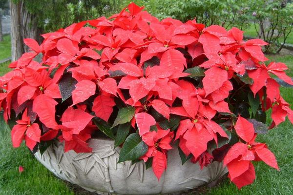 一品紅葉子不紅怎么辦 一品紅怎么施肥