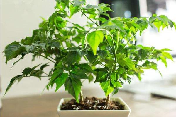 平安樹怎么澆水（多久澆一次）平安樹怎么種