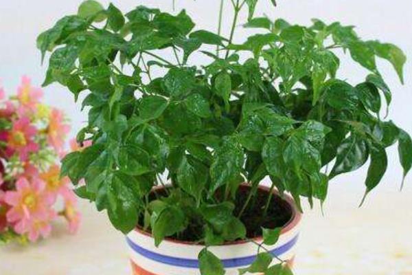 平安樹吸甲醛嗎 平安樹能凈化空氣嗎