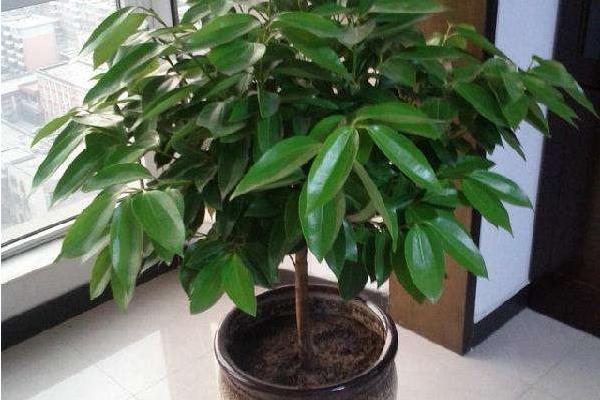 平安樹吸甲醛嗎 平安樹能凈化空氣嗎