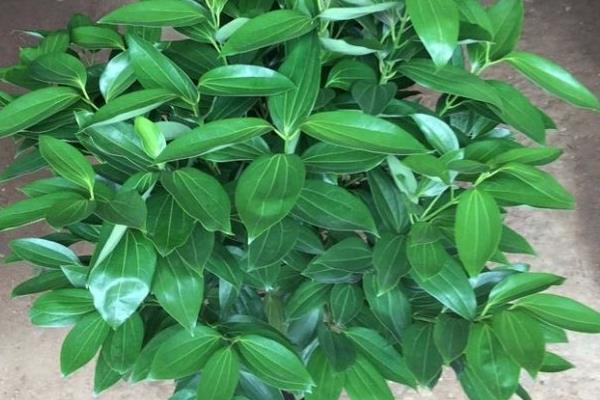 平安樹吸甲醛嗎 平安樹能凈化空氣嗎