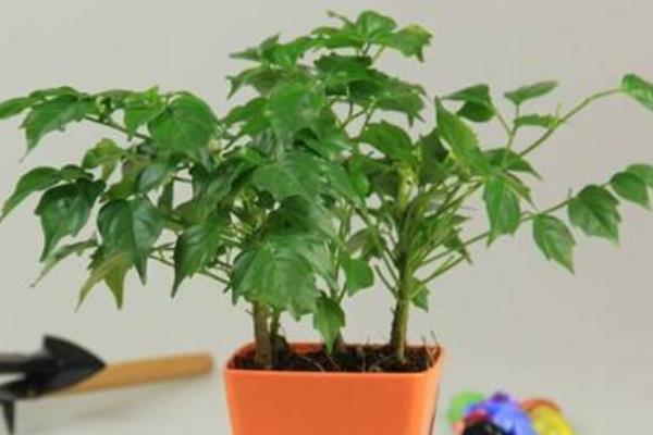 平安樹吸甲醛嗎 平安樹能凈化空氣嗎