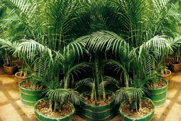 平安樹吸甲醛嗎 平安樹能凈化空氣嗎