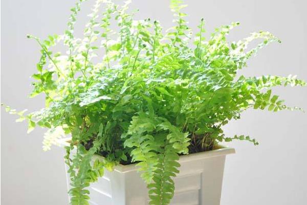 平安樹吸甲醛嗎 平安樹能凈化空氣嗎