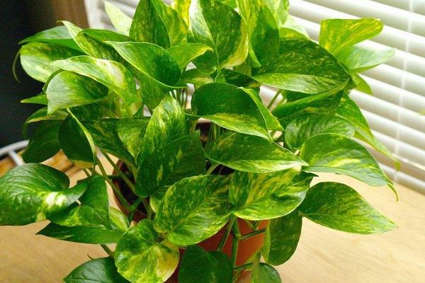 平安樹吸甲醛嗎 平安樹能凈化空氣嗎