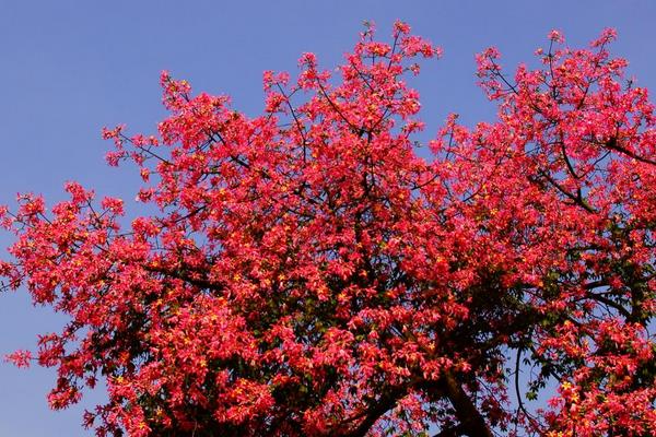 木棉花怎么種 木棉花種植方法與注意事項
