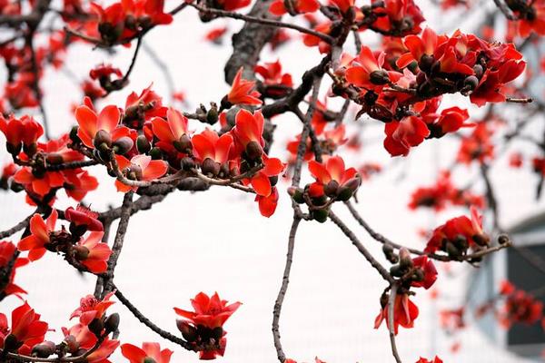 木棉花怎么種 木棉花種植方法與注意事項