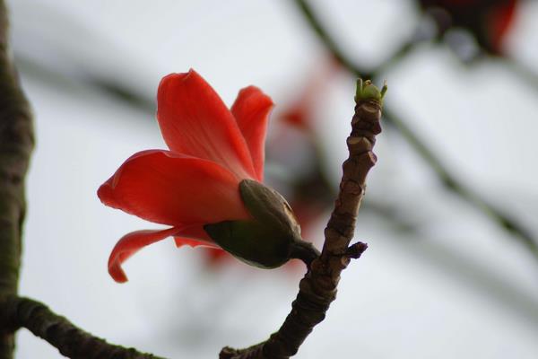 木棉花怎么種 木棉花種植方法與注意事項