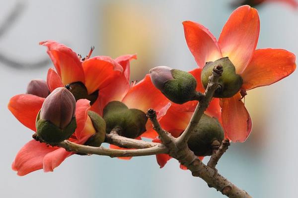 木棉花怎么種 木棉花種植方法與注意事項