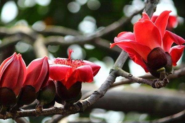 木棉花怎么種 木棉花種植方法與注意事項