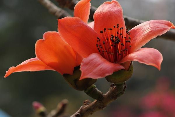 木棉花怎么種 木棉花種植方法與注意事項