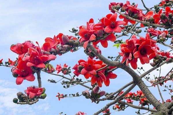 木棉花怎么種 木棉花種植方法與注意事項