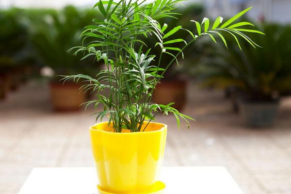 袖珍椰子怎么養長得快 袖珍椰子能長多高