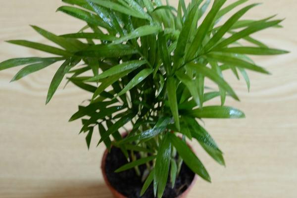 袖珍椰子怎么養長得快 袖珍椰子能長多高