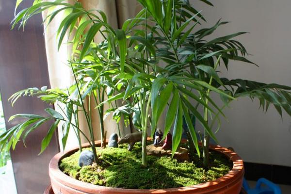 袖珍椰子怎么養長得快 袖珍椰子能長多高