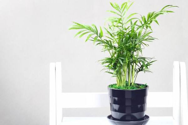 袖珍椰子怎么養長得快 袖珍椰子能長多高