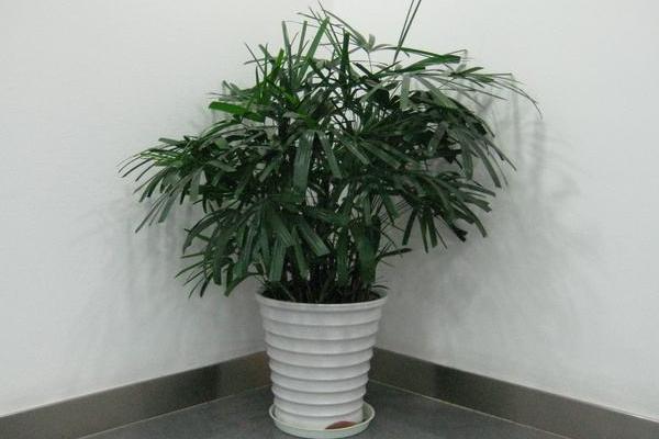 袖珍椰子怎么養長得快 袖珍椰子能長多高