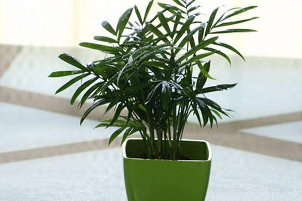 袖珍椰子怎么養長得快 袖珍椰子能長多高